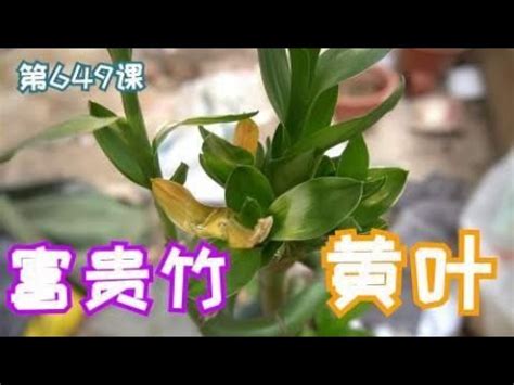 竹葉青植物|萬年青葉片變黃